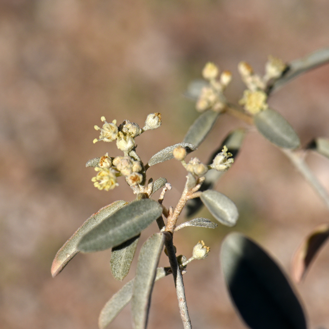 Leatherweed grows up to about 1 foot (30 cm) in height and prefers elevations between 2,500 to 6,000 feet ((1.5 – 3.72 m). Plants bloom from April or May to October. Croton pottsii 